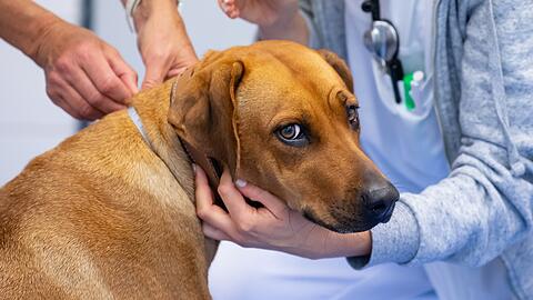 Die Pfote einer Rhodesian-Ridgeback-Hündin wurde von einem Auto überfahren. Nun soll der Fahrer die Therapiekosten bezahlen. (Symbolbild)