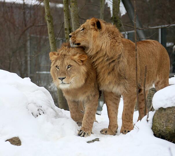 Winterimpressionen aus dem Tierpark Hellabrunn: Hier die Löwen Max und Benny.