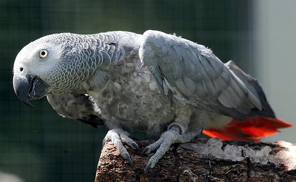 Graupapageien sind sehr schlaue Tiere, wie Bruce aus Pilsting derzeit beweist. Er ist aus seinem Käfig ausgebrochen. Graupapageien sind sehr schlaue Tiere, wie Bruce aus Pilsting derzeit beweist. Er ist aus seinem Käfig ausgebrochen.