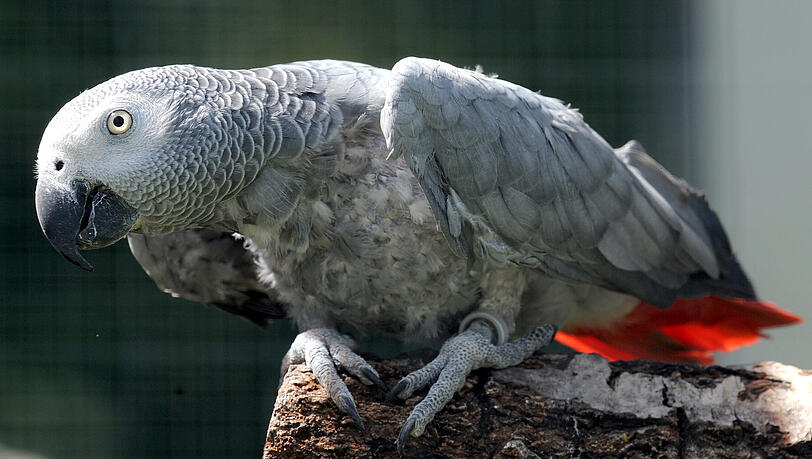 Graupapageien sind sehr schlaue Tiere, wie Bruce aus Pilsting derzeit beweist. Er ist aus seinem Käfig ausgebrochen. Graupapageien sind sehr schlaue Tiere, wie Bruce aus Pilsting derzeit beweist. Er ist aus seinem Käfig ausgebrochen.