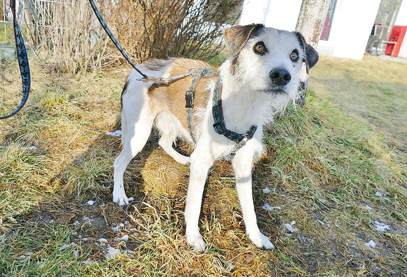 Jack-Russell-Terrier Kimi (ca. 18) strahlt trotz seines hohen Alters pure Lebensfreude aus. Er liebt es, aktiv zu sein – bei kurzen Spaziergängen oder beim Erkunden des Gartens. Aufgrund seines Alters ist er gelegentlich unsauber. Zudem braucht er eine Zahnsanierung.