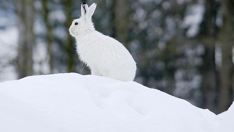 Durch sein Winterfell im Schnee kaum zu entdecken: der Alpenschneehase. Ein Projektb&uuml;ndnis hat sich jetzt das Ziel gesetzt, den Lebensraum des Tiers in den Bayerischen Alpen genauer zu erforschen. Dabei wollen sie vor allem Wildtierkameras nutzen.