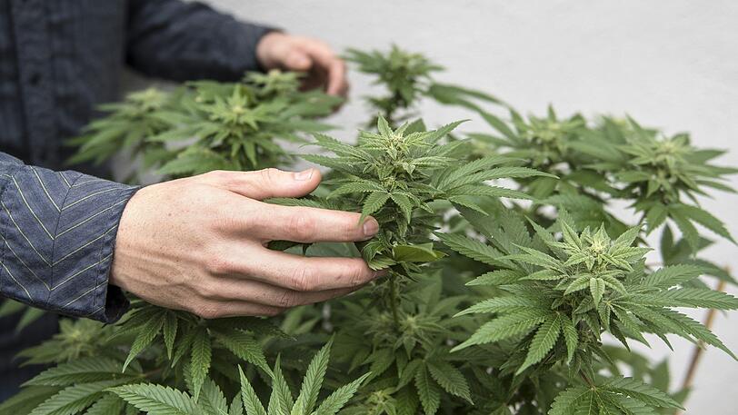 Ein Marihuana-Züchter hat einen Kunden mit Pfeil und Bogen bedroht.