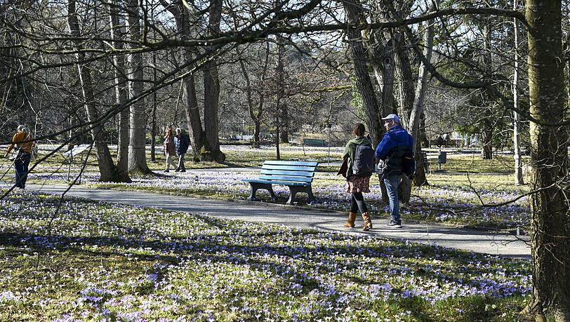 Dieses Wochenende wird es besonders sonnig. Da lohnt sich ein Besuch im Botanischen Garten in Nymphenburg. Hier können Sie erste Frühlingsboten, wie etwa Krokusse, blühen sehen. Noch bis Ende des Monats ist der Eintritt auf das Freigelände gratis.