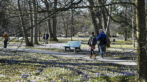 Dieses Wochenende wird es besonders sonnig. Da lohnt sich ein Besuch im Botanischen Garten in Nymphenburg. Hier können Sie erste Frühlingsboten, wie etwa Krokusse, blühen sehen. Noch bis Ende des Monats ist der Eintritt auf das Freigelände gratis.