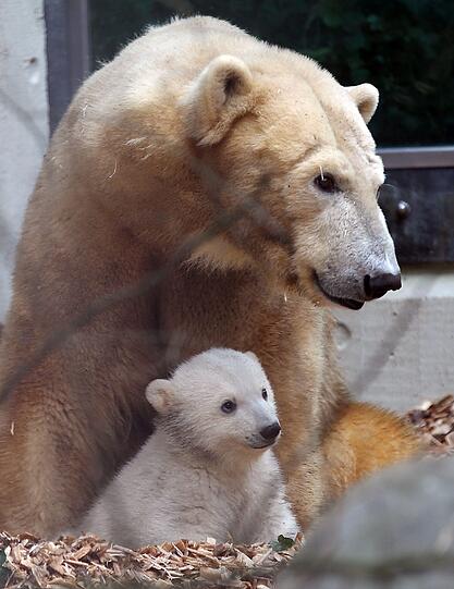 Putzig und verspielt zeigt sich die kleine Anori beim Fototermin in ihrem Gehege. Immer mit von der Partie: Mama Vilma.