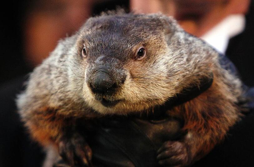 Murmeltier Phil bei der Wettervorhersage in Gobblers Knob in Punxsutawney, Pennsylvania, USA.