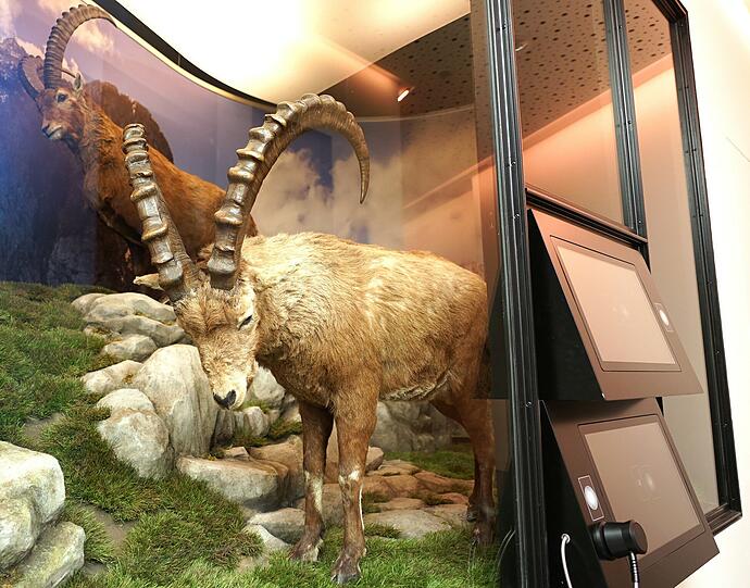 Ein Steinbock im Gebirge. Die Schaukästen zeigen Wildtiere im natürlichen Lebensraum.