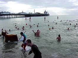 Mitglieder des Brighton Swimming Clubs bei ihrer Lieblingsbeschäftigung