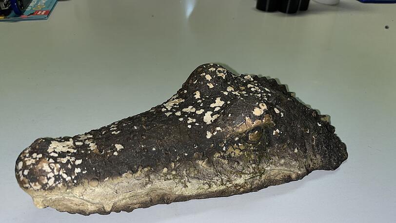 Eine täuschend echte Krokodil-Attrappe löste am Waldweiher bei Pfaffenhofen einen Polizeieinsatz aus. Eine täuschend echte Krokodil-Attrappe löste am Waldweiher bei Pfaffenhofen einen Polizeieinsatz aus.