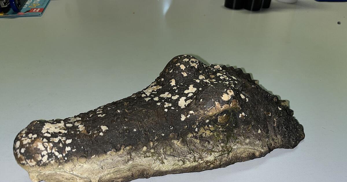 Krokodil-Alarm-am-Waldweiher-Dann-gab-es-doch-Entwarnung