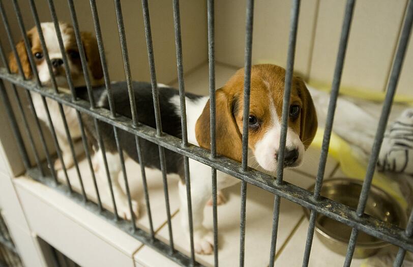 Ein Cavalier-King-Charles-Spaniel-Welpe und ein Beagle-Welpe.