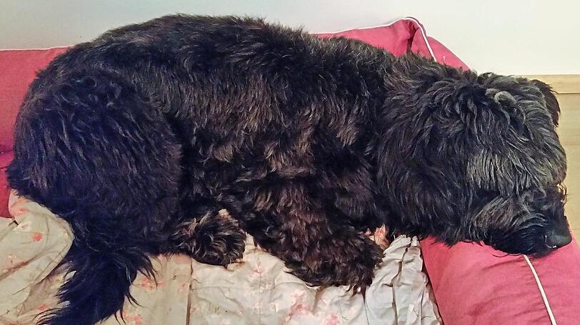 Carl ist eigentlich ein gemütlicher Hund - nur leider gerade nicht daheim im Körbchen.