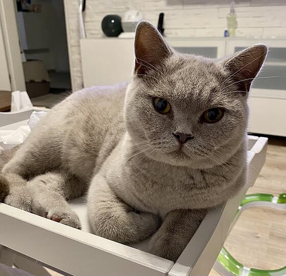 Pamuk