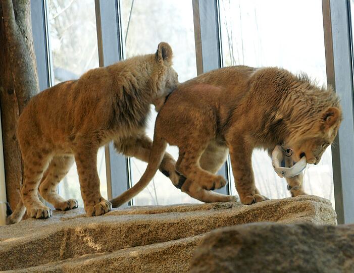 Zwei einjährige Löwenjungs wohnen seit einigen Tagen im Tierpark Hellabrunn. Und der TSV 1860 hat für sie eine Patenschaft übernommen. Klicken Sie durch die besten Aufnahmen von den verspielten Tieren!