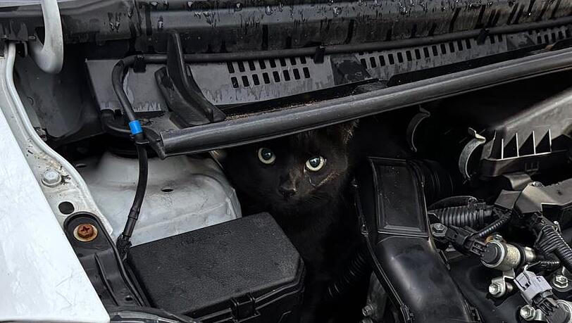 Der Kater im Motorraum machte große Augen. Der Kater im Motorraum machte große Augen.
