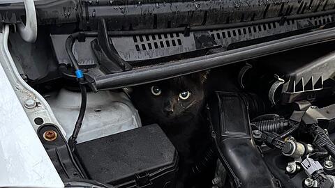 Der Kater im Motorraum machte große Augen.