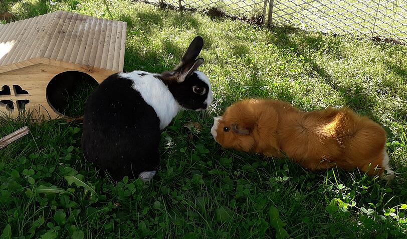 Kaninchen Schnuffi (Otter Holländer) und Rosettenmeerschweinchen Amaretto