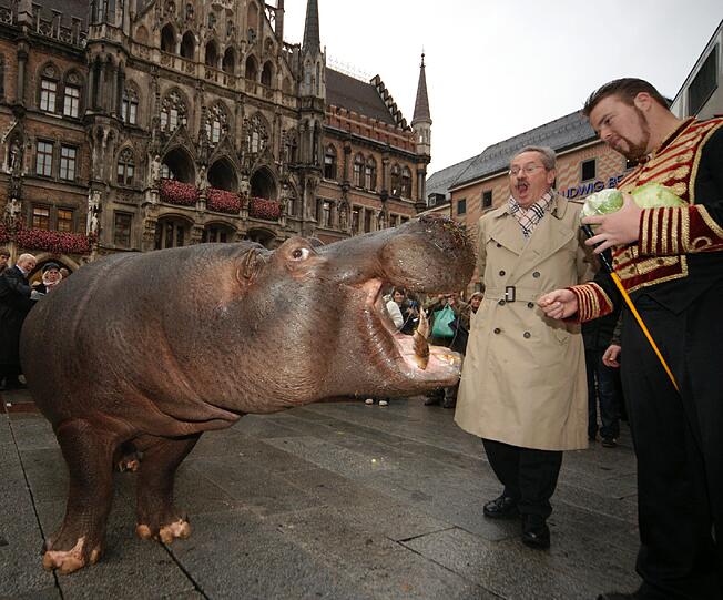 Er kennt keine Angst vor großen Tieren: Ude bekommt 2008 vom Nilpferd Hannibal vom Cirkus Barelli Karten für Bedürftige.