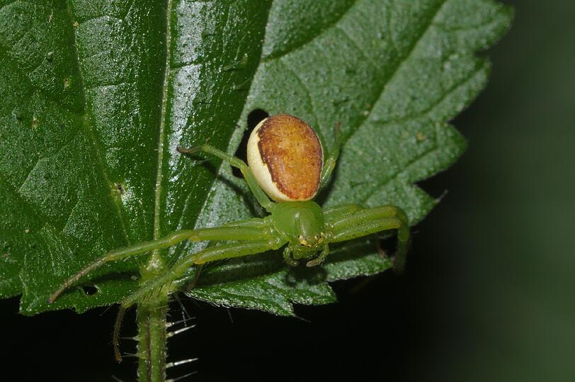 Die Grüne Krabbenspinne (Diaea dorsata) aus der Familie der Krabbenspinnen ist in Mitteleuropa weit verbreitet und häufig.