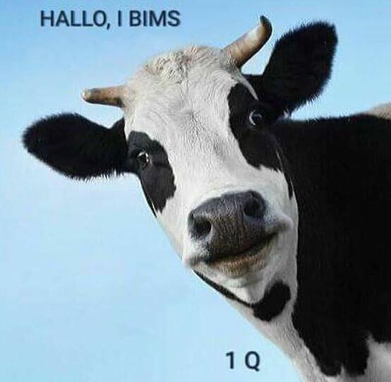 1Q