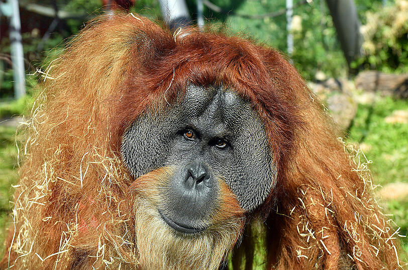 Der Tierpark Hellabrunn ist momentan im Baby-Glück.