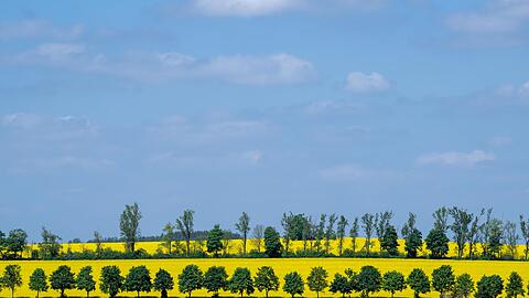 Raps blüht auf einem Feld in Sachsen: Frühsommerliches Wetter stimmt auf das bevorstehende Pfingstfest ein.