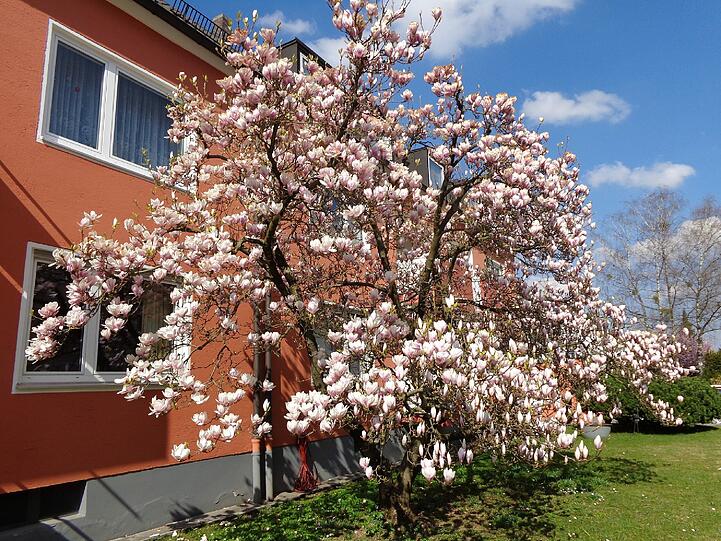 Der AZ-Leser Jochen Seeger hat einen Baum in voller Blüte in der Cimbernstraße entdeckt.