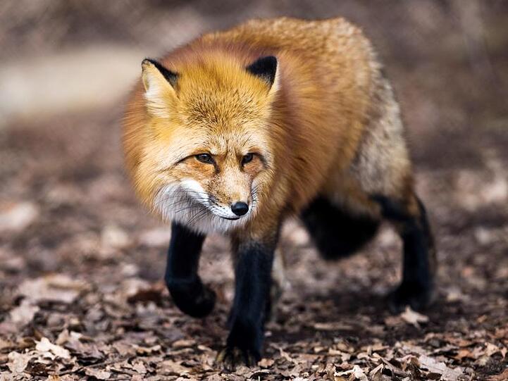 Ein Fuchs. Foto: Alexander Heinl/Archivbild