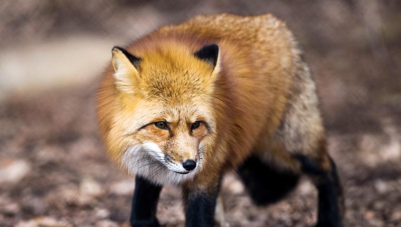 Ein Fuchs. Foto: Alexander Heinl/Archivbild Ein Fuchs. Foto: Alexander Heinl/Archivbild