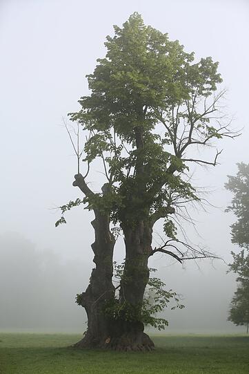 16. Mai 2020: Die Stümpfe grünen.