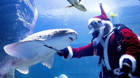 Witzige Aktion: Ein als Nikolaus verkleideter Mitarbeiter des Sea Life im Olympiapark füttert verschiedene Hai- und andere Fisch-Arten im Aquarium. Klicken Sie sich durch die Bilderstrecke.