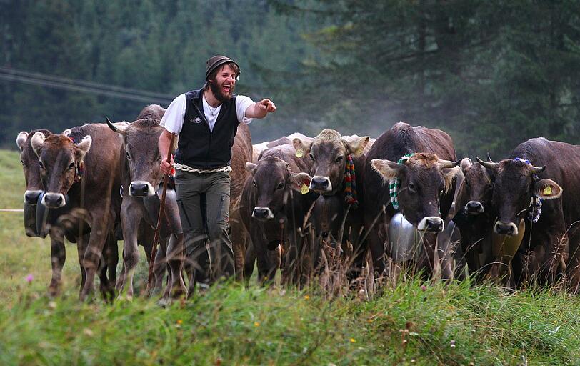 Viehscheid-Auftakt in Bad Hindelang: Ein Senner treibt seine Kühe ins Tal.