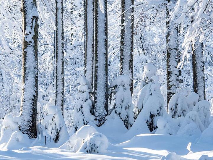 Bäume im Nationalpark Bayerischer Wald sind mit Schnee bedeckt. Foto: Armin Weigel