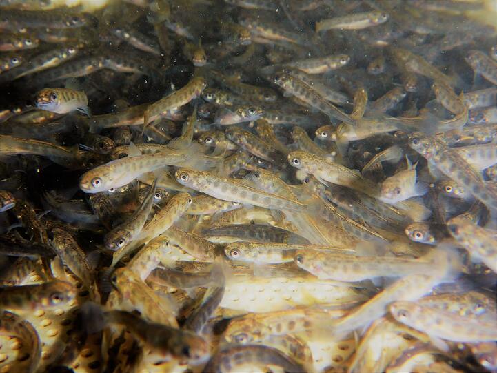 Die Brut in Freiheit: Naturschützer, Verbände und Fischer bringen die Seeforelle zurück.