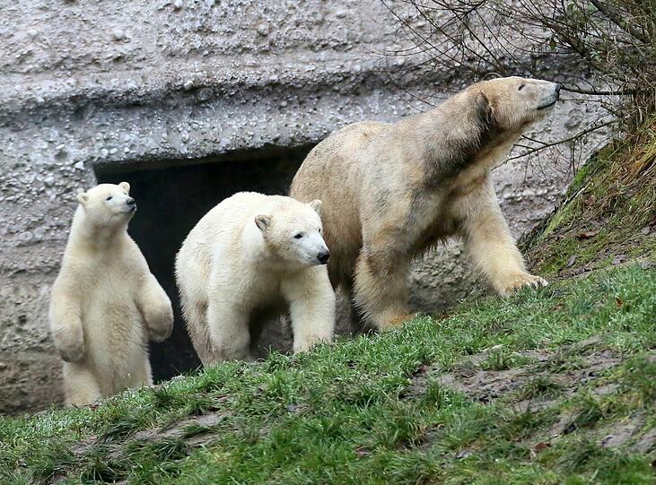 Die schönsten Bilder vom ersten Geburtstag der Münchner Eisbären-Zwillinge Nela und Noby mit ihrer Mutter Giovanna.