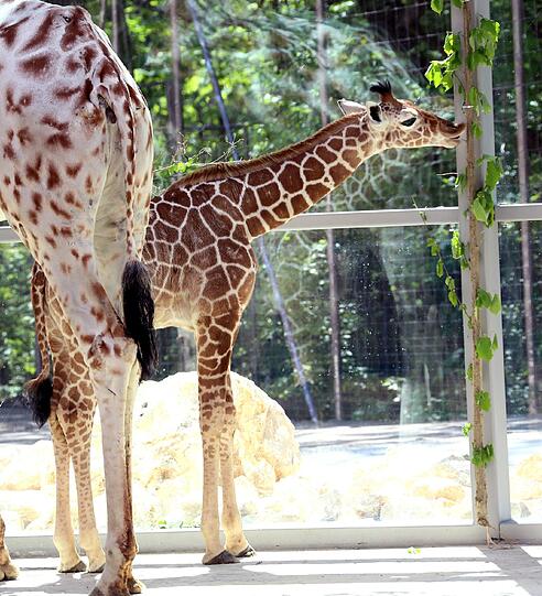 Die Giraffen inspizieren ihr neues Zuhause.
