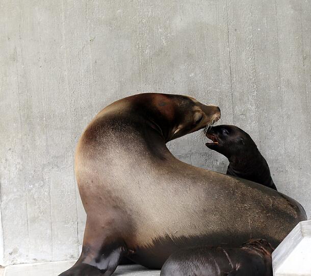 Die kleine Nelly mit ihrer Seelöwen-Mama Molly.