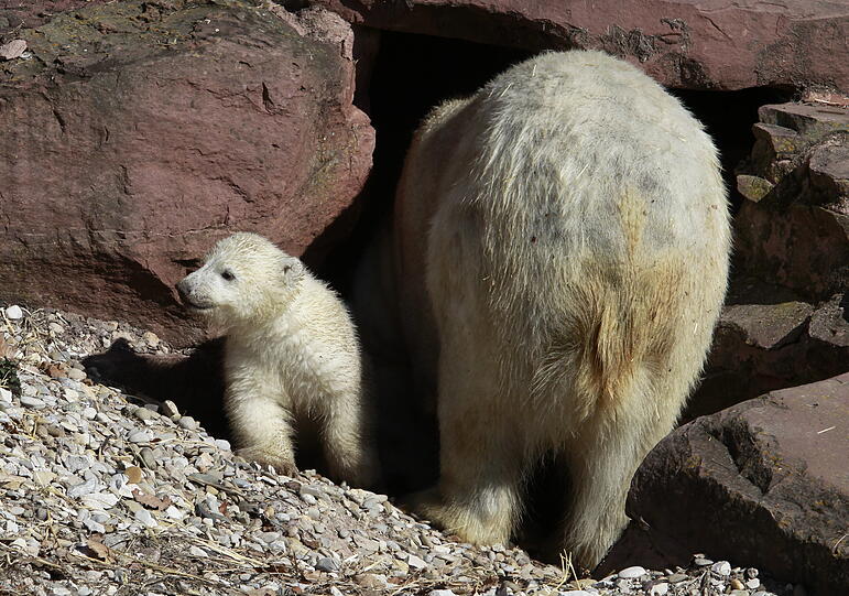 Unsere Eisbärchen Aleut und Gregor mit Mama Vera bei ihrem ersten Ausflug im Freigehege.