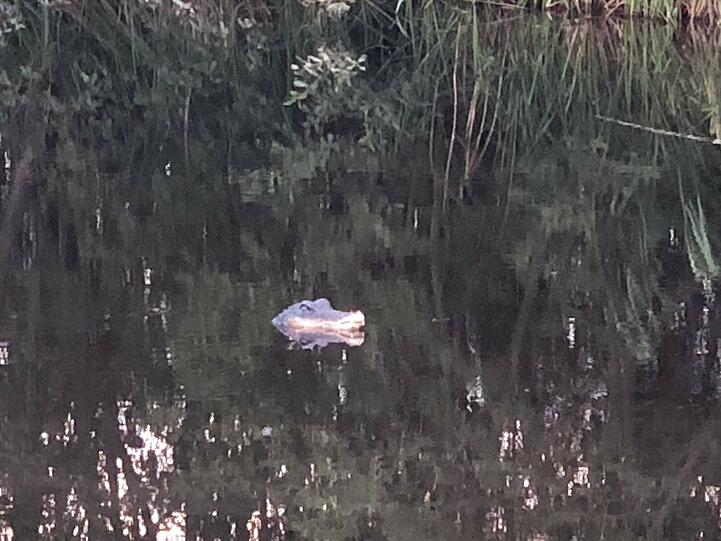 Ein Krokodilskopf schaute aus dem Wasser des Tautinger Weihers.
