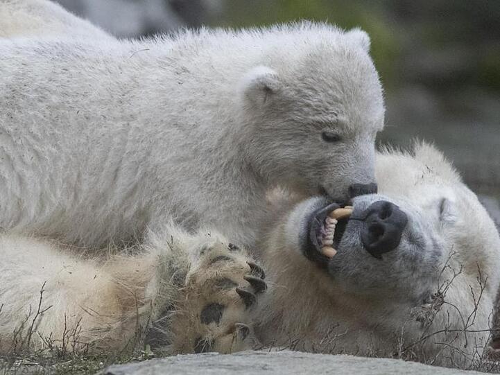 Die kleine Eisbärin spielt im Tierpark mit ihrer Mutter Tonja.