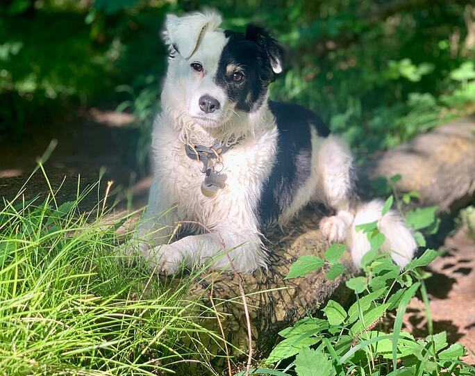Siggi