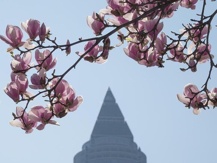 Ein Magnolienbaum in Frankfurt am Main steht in voller Blüte.