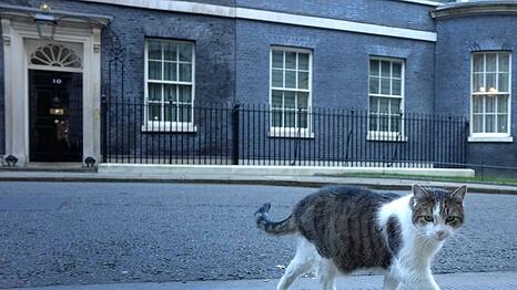 Der 16 Jahre alte Kater Larry lebt seit 2011 im Sitz des britischen Premierministers.