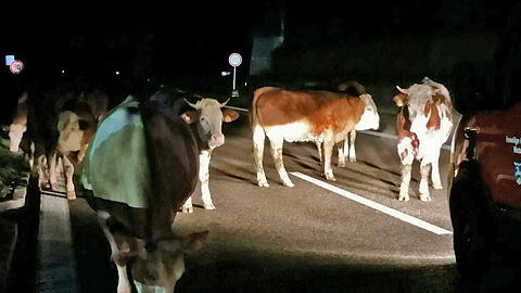 Ausgebüchst und auf die Autobahn: 13 Rinder liefen heute Nacht über die A96.