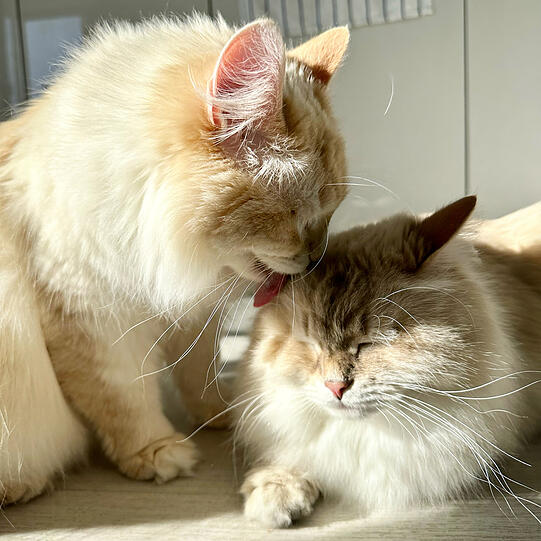 Bailey und Greysi (Sibirische Waldkatzen)