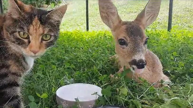 Katze Smulli (EKH) und Rehkitz Sissi