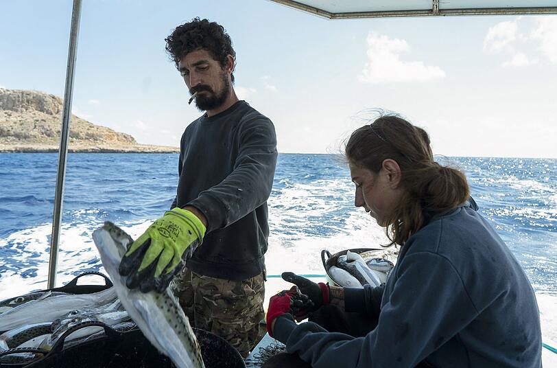 Marios Antoniou und sein Neffe sortieren vor der K&uuml;ste Zyperns einen Fang von Silberwangen-Kr&ouml;tenfischen aus, die sich im Mittelmeer ausbreiten und die einheimische Arten verdr&auml;ngen.