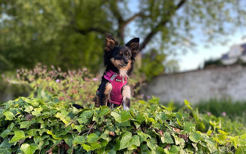 Bella