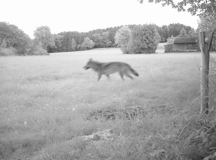 Bitte recht freundlich: Eine Wildkamera hat dieses Foto von dem Wolf im Landkreis Cham geschossen.